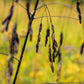 100 PURPLETOP GRASS Purple Tall Red Top Ornamental Triodia Flava Seeds