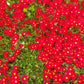 100 Gelato Bright RED ICE PLANT Mesembryanthemum Daisy Livingstone Flower Seeds