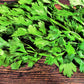 2000 Cutting LEAF CELERY Apium Graveolens Secalinum European Chinese Herb Seeds