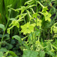 100 LIME GREEN NICOTIANA Alata Flowering Tobacco Seeds