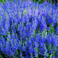75 ROYAL BLUE SPEEDWELL Veronica Austriaca Teucrium Flower Seeds