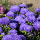 30 Duchess DARK BLUE PAEONY Aster French Peony Callistephus Flower Seeds