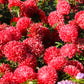 250 Double RED CHINA ASTER Callistephus Chinensis Flower Seeds
