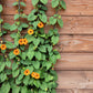30 BLACK Eyed SUSAN VINE Thunbergia Alata Orange Yellow Black Flower Seeds