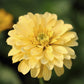 250 ISABELLINA ZINNIA Elegans Pastel Light Yellow Double Heirloom Flower Seeds