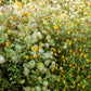 10 Yellow CLEMATIS RADAR LOVE Vine Climber Clematis Tangutica Flower Seeds