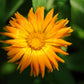 50 RADIO ENGLISH MARIGOLD Calendula Officinalis Orange & Yellow Pot Flower Seeds
