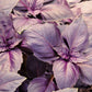 500 DARK OPAL BASIL (Purple Ruffles) Ocimum Basilicum Herb Flower Seeds