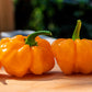 40 Orange SCOTCH BONNET PEPPER very hot Jamaican Capsicum Chinense Vegetable Seeds