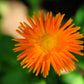 50 RADIO ENGLISH MARIGOLD Calendula Officinalis Orange & Yellow Pot Flower Seeds