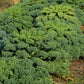 2500 VATES Blue CURLED KALE / Dwarf Blue Curled Scotch Kale Brassica Oleracea Vegetable Seeds