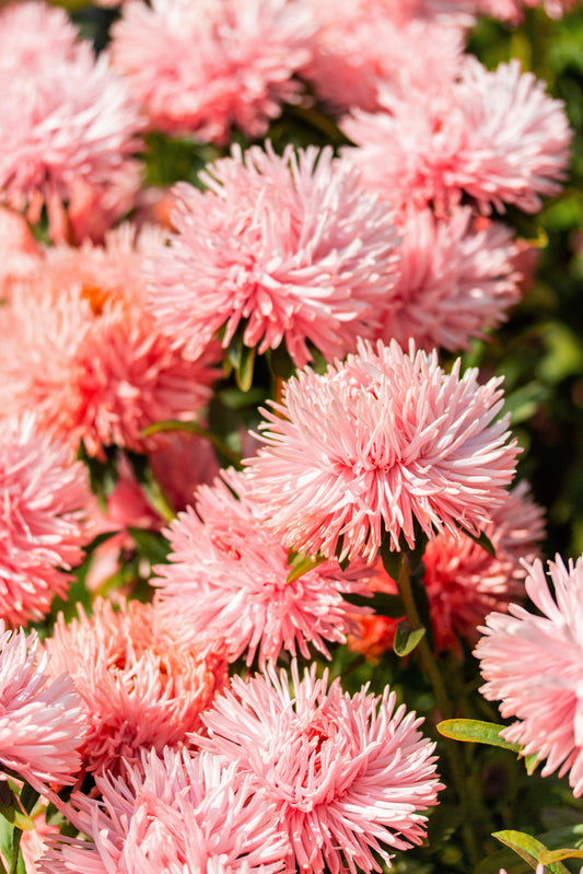 30 SALMON NEEDLE ASTER Callistephus Chinensis Unicom Flower Seeds