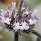 100 White HOREHOUND Marrubium Vulgare Herb Flower Seeds