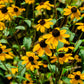 500 BROWN EYED SUSAN Rudbeckia Triloba Flower Seeds