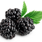 50 BLACK RASPBERRY Rubus Leucodermis Fruit Bush Vine Seeds
