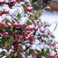 20 SILVER BUFFALOBERRY Shepherdia Argentea Red Fruit Native Bullberry Berry Shrub Seeds