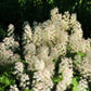 20 SUGAR SCOOP FOAMFLOWER White Tiarella Trifoliata Laceflower Flower Seeds