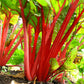 300 RUBY RED SWISS CHARD (Perpetual Spinach) Beta Vulgaris Cicla Vegetable Seeds