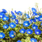 50 Heavenly BLUE MORNING GLORY Ipomoea Tricolor Vine Flower Seeds
