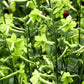 100 LIME GREEN NICOTIANA Alata Flowering Tobacco Seeds