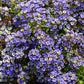 100 WONDERLAND BLUE ALYSSUM Lobularia Maritima Flower Seeds