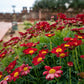 100 RED ROBINSONS DAISY Painted Chrysanthemum Coccineum Pyrethrum Flower Seeds