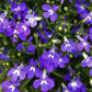 200 Lavender & White MRS CLIBRAN LOBELIA Erinus Flower Seeds
