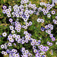 1000 BIRDS EYES Gilia Tricolor Lavender White Native Fragrant Hummingbird Flower Seeds