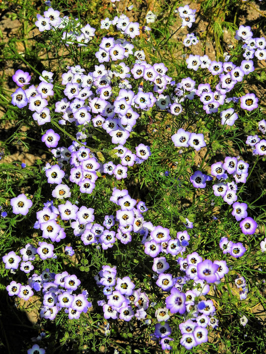 1000 BIRDS EYES Gilia Tricolor Lavender White Native Fragrant Hummingbird Flower Seeds