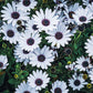 20 MIXED COLORS OSTEOSPERMUM Ecklonis African Cape Daisy Flower Seeds