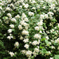 20 SWEET MOCK ORANGE English Dogwood Philadelphus Coronarius Shrub Flower Seeds