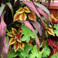 25 RED JEWEL MILLET Setaria Italica Ornamental Grass Flower Seeds