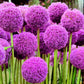 25 GIANT ALLIUM Allium Giganteum Purple Globe Flower Seeds