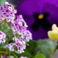 500 Sweet ALYSSUM ROYAL CARPET Lobularia Maritima Violet Blue Flower Seeds
