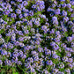 100 WONDERLAND BLUE ALYSSUM Lobularia Maritima Flower Seeds