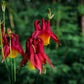 100 ORIENTAL COLUMBINE Plum & White Aquilegia Vulgaris Flower Seeds