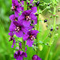 50 VIOLETTA VERBASCUM Phoeniceum Purple Mullein Nectar Flower Seeds