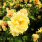 10 Yellow MANCHU ROSE Bush Rosa Xanthina Hummingbird Flower Seeds