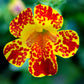 250 TIGER MONKEY Mixed Colors Mimulus Tigrinus Flower Seeds