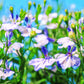 200 BLUE SPLASH LOBELIA Regatta Blue & White Erinus Flower Seeds