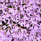 50 ALPINE PENSTEMON Davidsonii Davidson's Beardtongue Purple Flower Seeds