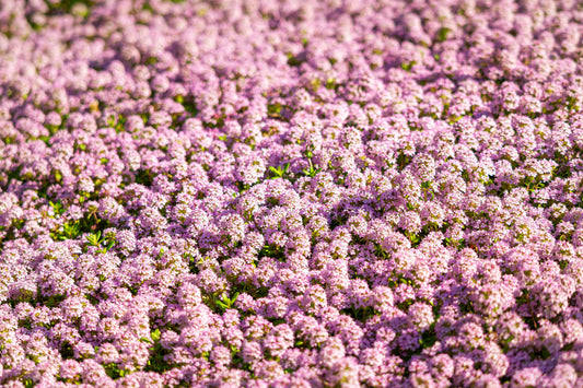 1000 Pink ALYSSUM ROSIE O DAY Lobularia Maritima Flower Seeds
