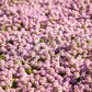 500 Sweet ALYSSUM PASTEL CARPET Mix Lobularia Maritima Flower Seeds