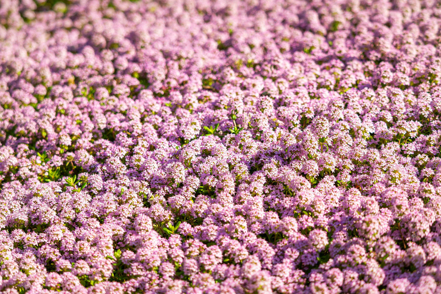 500 Sweet ALYSSUM PASTEL CARPET Mix Lobularia Maritima Flower Seeds