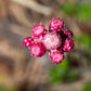 20 RED PUSSYTOES Antennaria Dioica Rubra Everlasting Flower Seeds