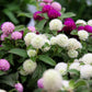 50 GLOBE AMARANTH MIX Gomphrena Globosa Mixed Colors Amaranthus Flower Seeds