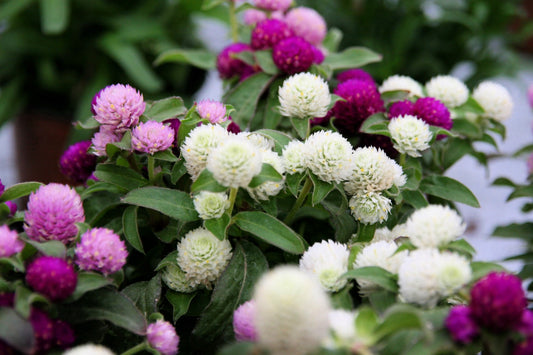 50 GLOBE AMARANTH MIX Gomphrena Globosa Mixed Colors Amaranthus Flower Seeds