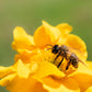 10 Yellow Lady Stratheden GEUM Chiloense Flower Seeds