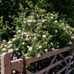 50 Thornless Pink DOG BRIER ROSE Bush Rosa Canina Inermis Victory Garden Fragrant Flower Seeds