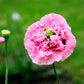 250 Bombast ROSE PEONY POPPY Papaver Peoniflorum Flower Seeds